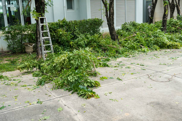 Best Tree Maintenance Programs  in Delano, CA